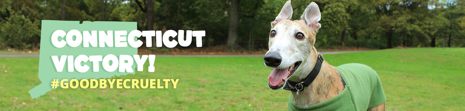 Connecticut is the 43rd state to ban dog racing! LEARN MORE