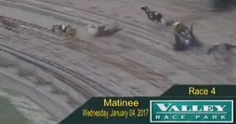 Four greyhounds collide during a race in Texas