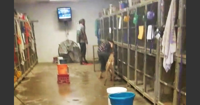 Racing Greyhounds At Wheeling Spend 22 Hours Or More Each Day In These Cages 