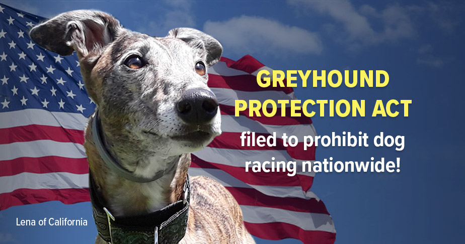 Greyhound Protection Act filed to prohibit dog racing nationwide