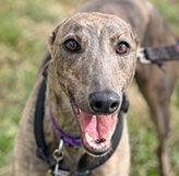 Saved by Forever Hounds Trust