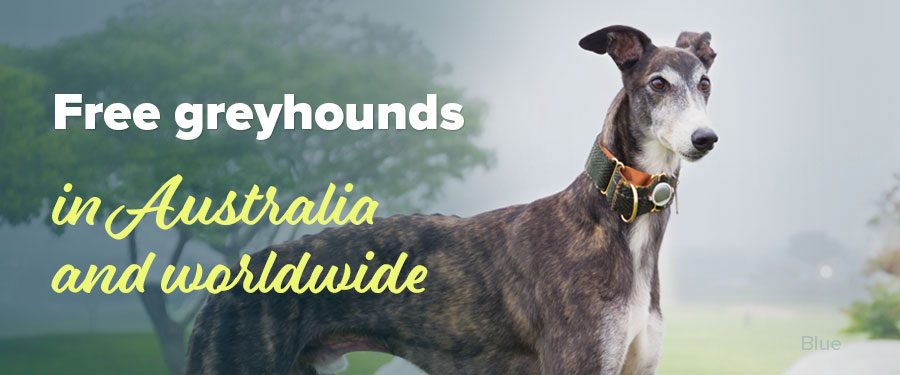 Free greyhounds in Australia and worldwide