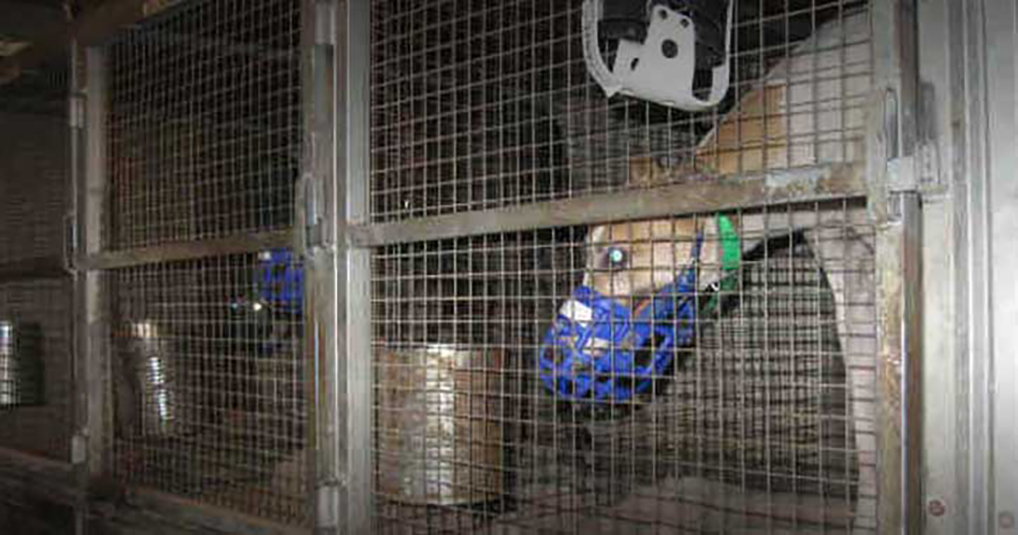 Caged greyhounds in the United States