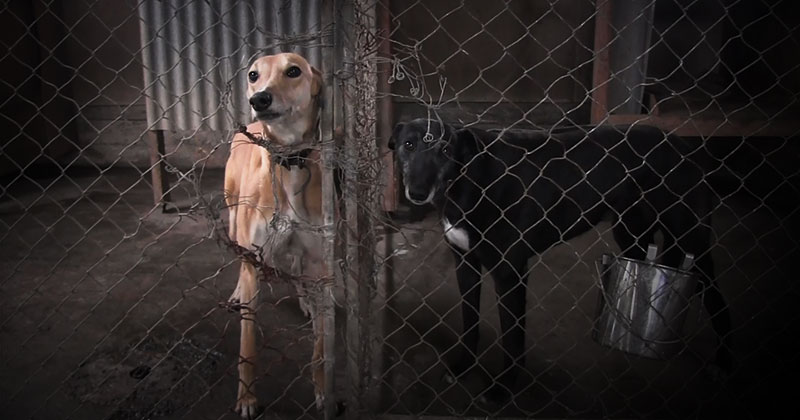Caged greyhounds in New Zealand