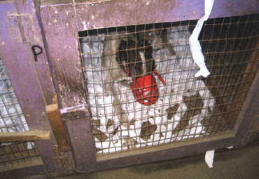 Click here to learn about the NH Greyhound Protection Act