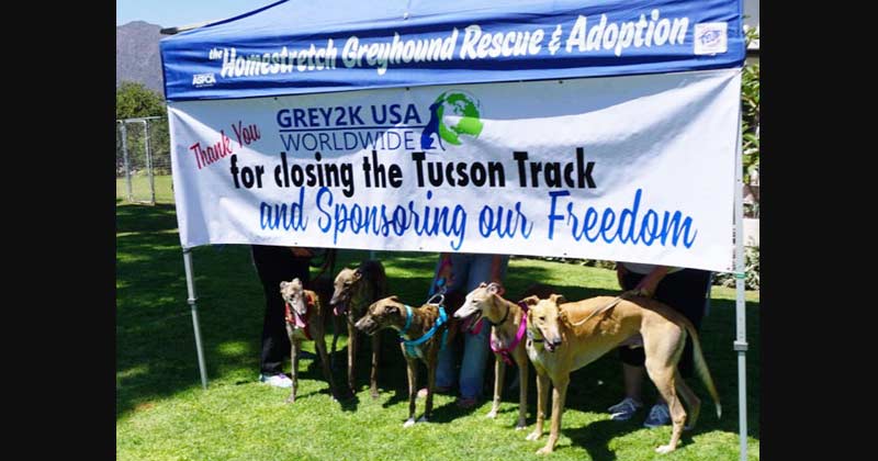 Greyhounds sponsored for adoption by GREY2K USA when racing ended in AZ