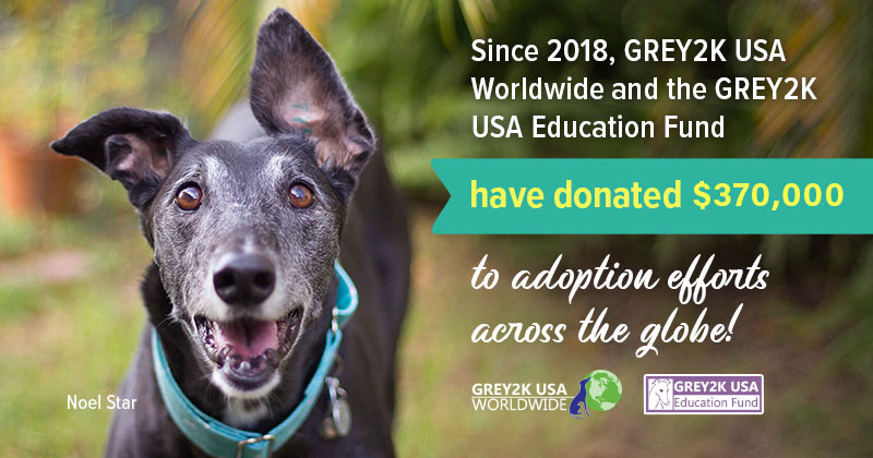 Adopt A Greyhound Grey2k Usa Worldwide