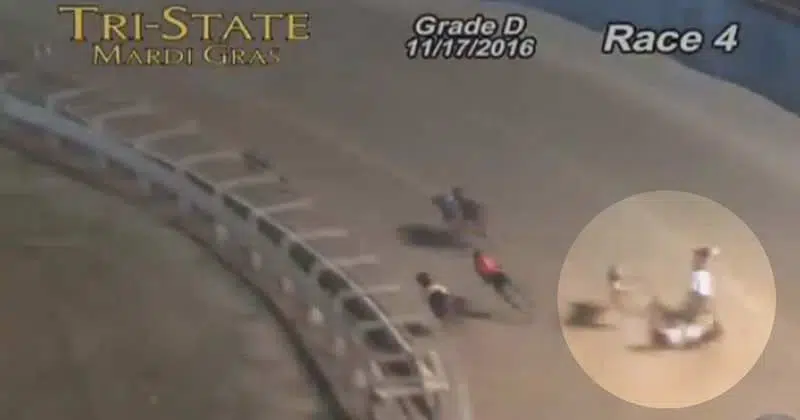 A greyhound dies following a collision at a U.S. track