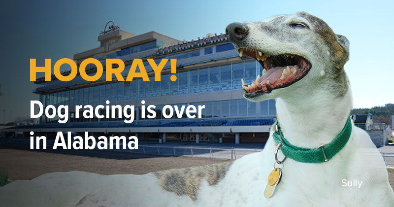 Hooray! Dog racing is over in Alabama