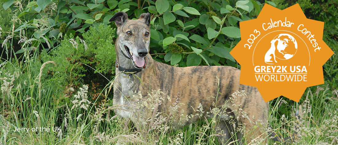 Greyhound Freedom Calendar | GREY2K USA Worldwide