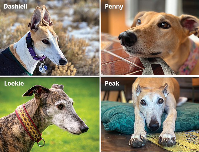 2025 calendar winners Dashiell, Penny, Loekie, and Peak