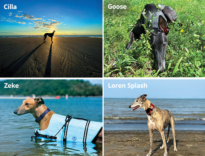 2025 calendar winners Cila, Goose, Zeke, and Loren Splash