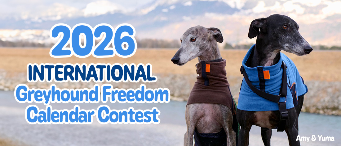 Enter the 2025 Greyhound Freedom Calendar Contest