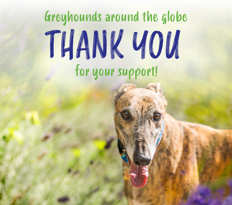 Greyhounds around the globe thank you for your support!