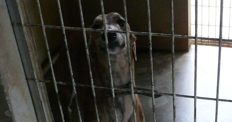 A greyhound in the kennel complex