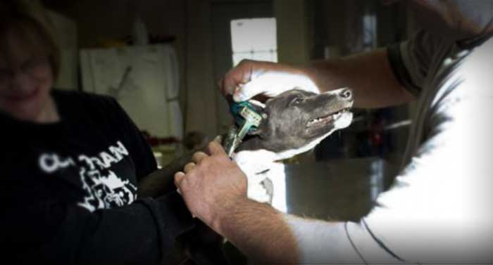A greyhound puppy receives a painful ear tattoo