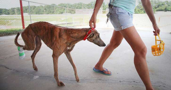 A racing dog with a fractured leg is led by a kennel hand in Alabama