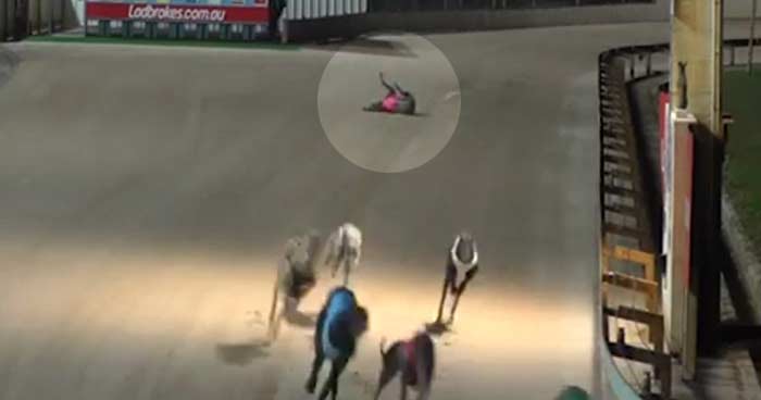 A dog falls while racing in Australia