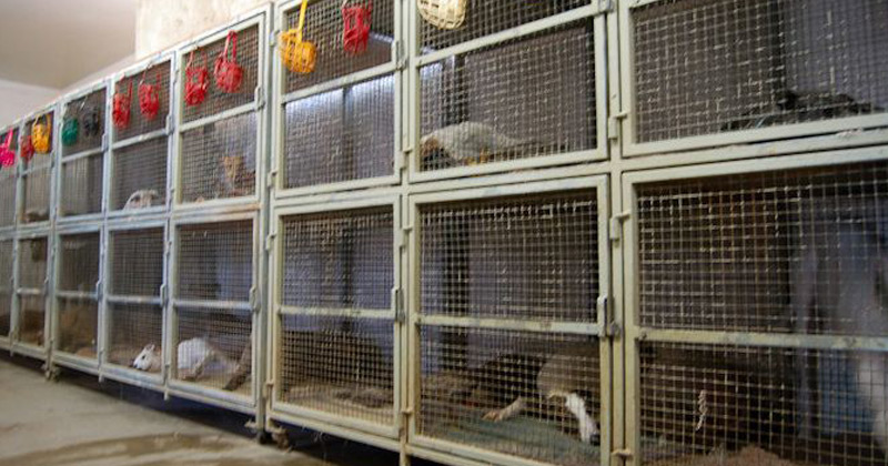 Caged dogs at Southland Greyhound Park in Arkansas