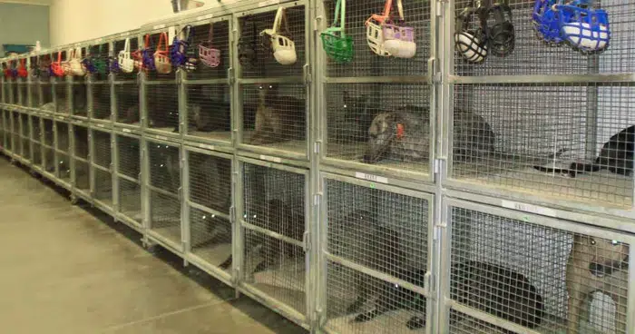 Caged greyhounds at Wheeling Island in West Virginia