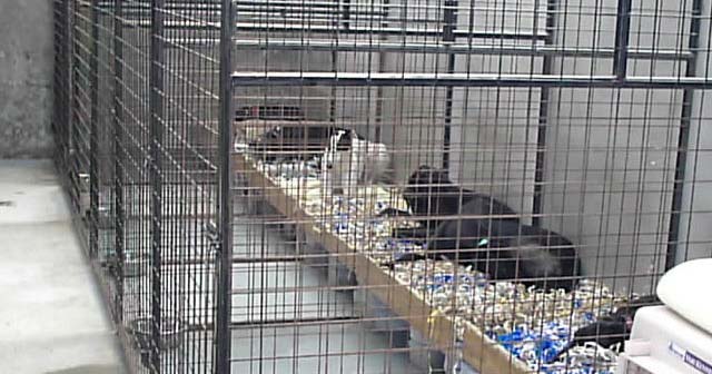 Caged dogs at a greyhound kennel in Ireland