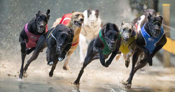 Dogs race in the rain in Australia