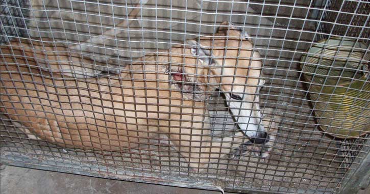 During a kennel inspection in Florida, Dooley the greyhound was found injured