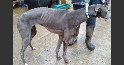 Emily the greyhound was a former racer found abused and abandoned
