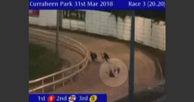 A greyhound falls while racing at Curraheen Park.