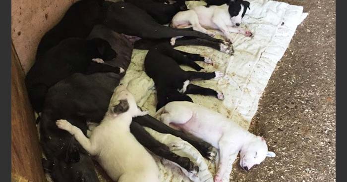 Greyhound puppies bred for racing in the UK