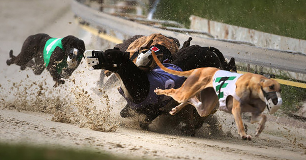 Greyhounds collide during a race in Alabama