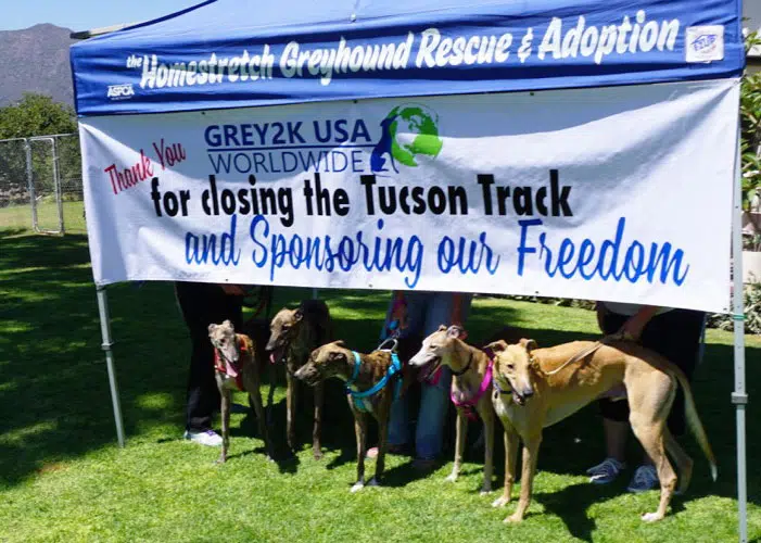 Sponsored greyhounds from Tucson Greyhound Park arrive at Homestretch Greyhound Rescue and Adoption