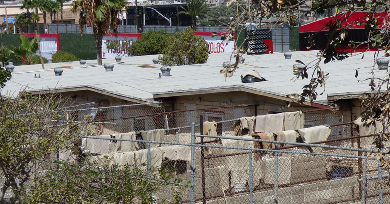 The Agua Caliente racetrack in Tijuana is the last greyhound racing track in Mexico