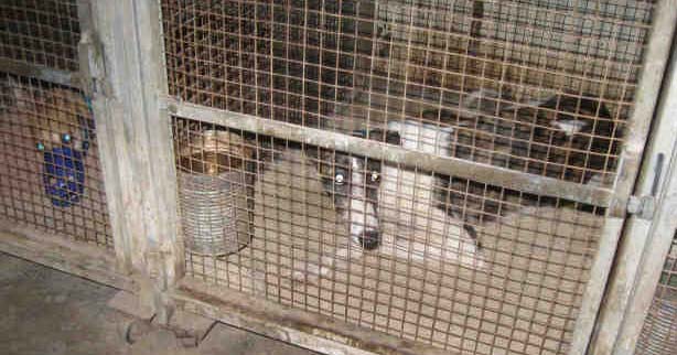 Racing greyhounds are caged for 20+ hours per day in the United States