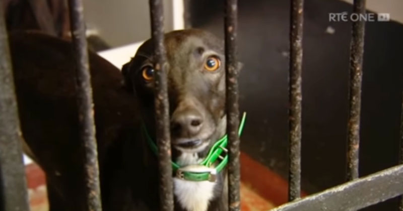 A caged greyhound in Ireland