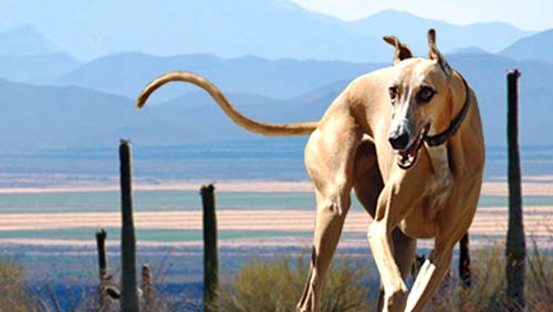 Victory! End the Cruelty at Tucson Greyhound Park