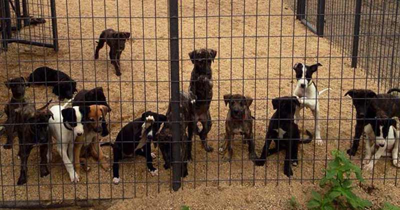 Puppies are bred for racing at a breeding farm in Kansas