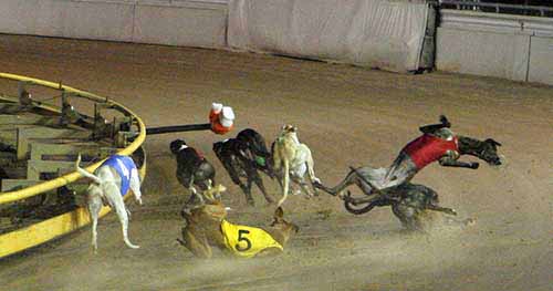 Greyhound racing facts - Injuries & Deaths - dogs collide on a track