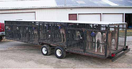 Transportation - greyhounds are transported to a dog track