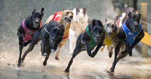 Extreme Weather - greyhounds race in hazardous conditions