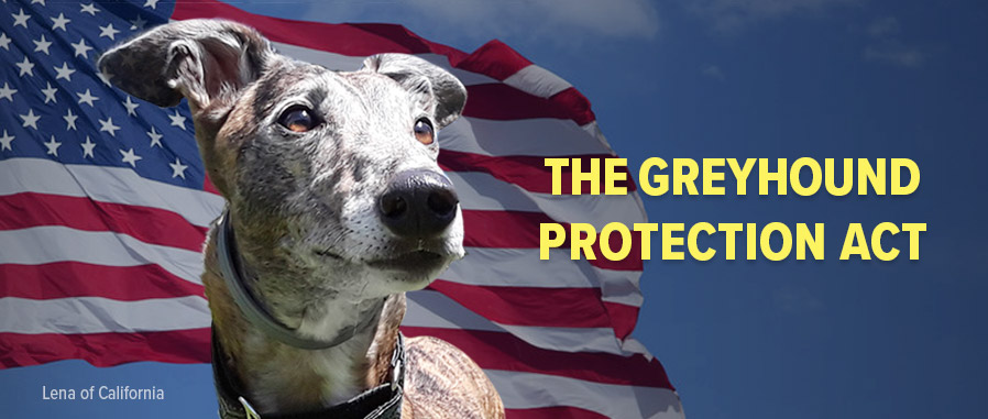 Greyhound Protection Act - H.