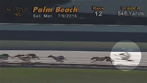 Repeal the law requiring Florida gambling facilities to offer greyhound racing