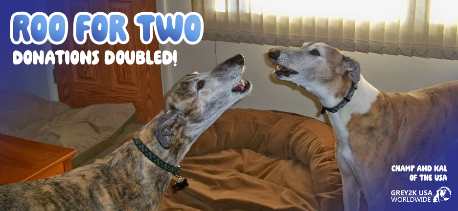 Double your gift to free the greyhounds