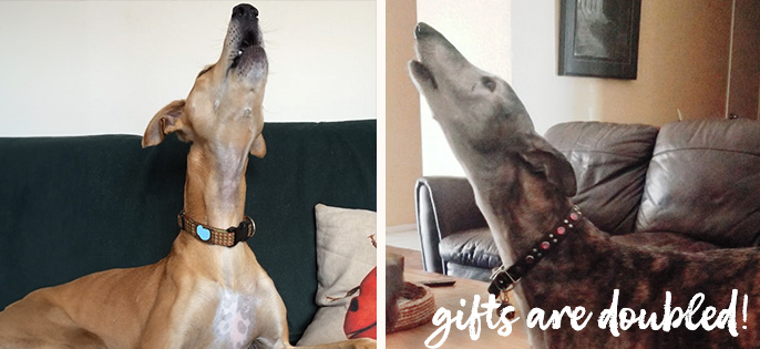 Double your gift to free the greyhounds