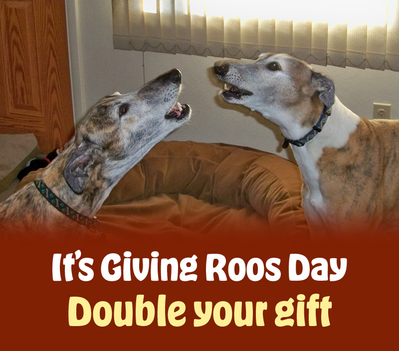 It's Giving Roos Day! Double your gift