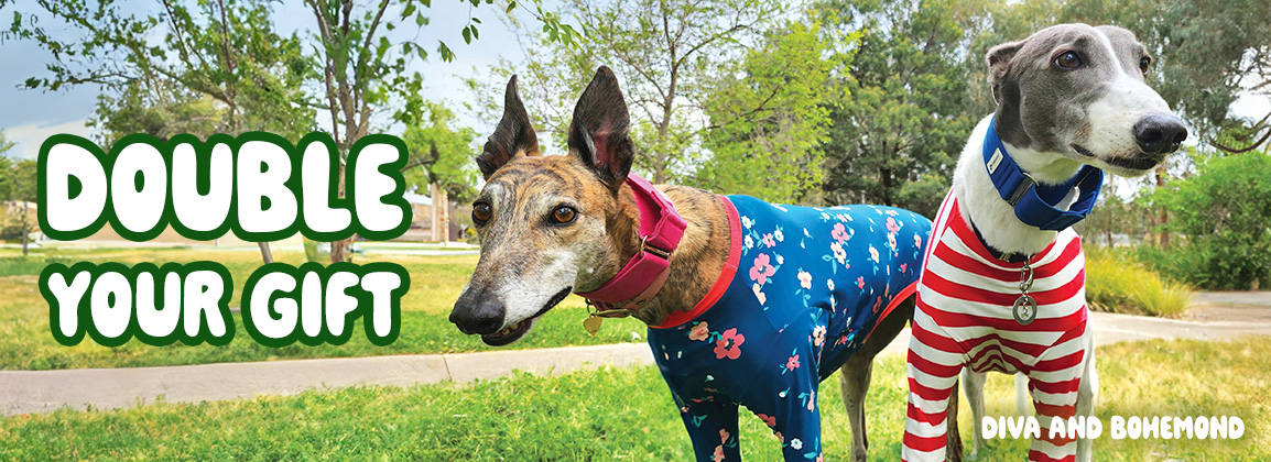 Double your gift for greyhounds