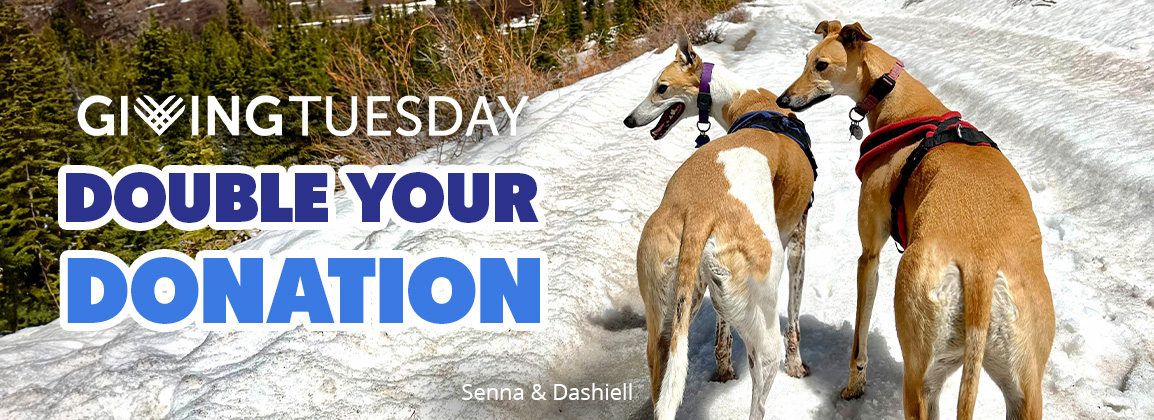 Double your gift for greyhounds