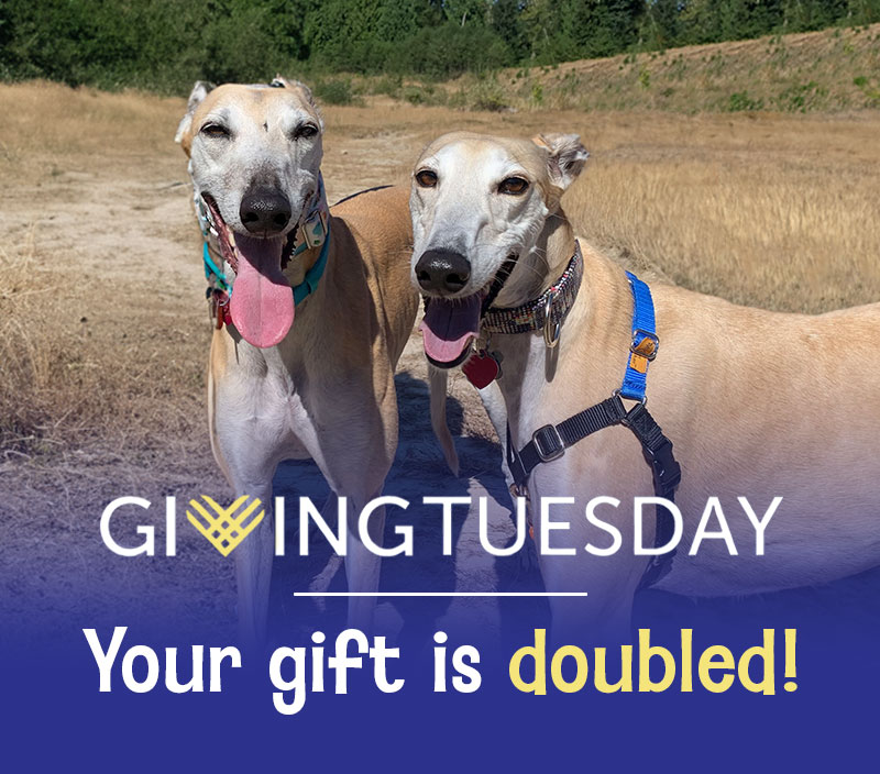 It's Giving Tuesday! Double your gift