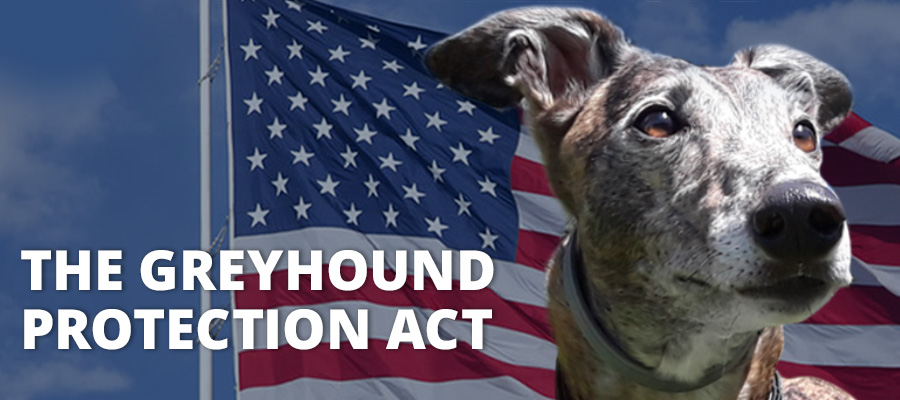 Learn more about the Greyhound Protection Act