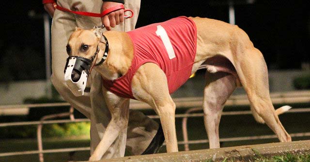 Penrose Jake died after colliding with another dog at Orange Park Kennel Club